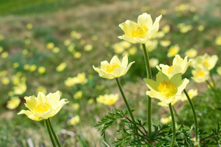 Yellow Anemone Pulsatilla Flower Seeds for Planting – Premium Quality, Heirloom & Non-GMO Home Garden