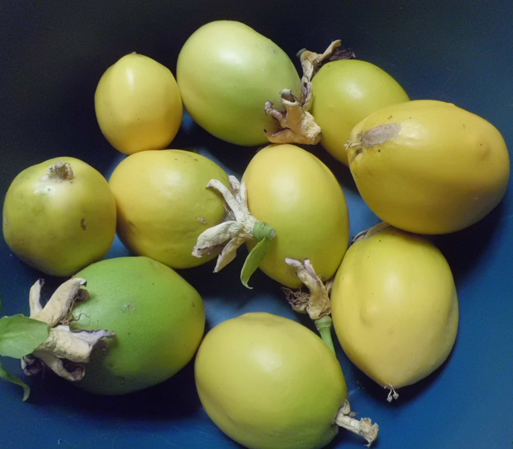 Passiflora Alata Fruit Seeds for Planting – Heirloom, Non-GMO Exotic Passion Fruit Vine Garden Seeds