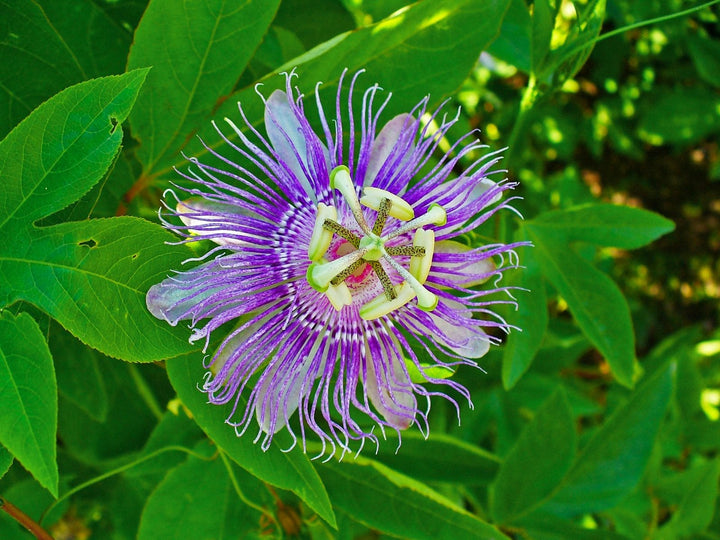 Passion Flower Seeds for Planting Lavender – Low Maintenance, Heirloom, Non-GMO, High Germination Organic Garden Seeds
