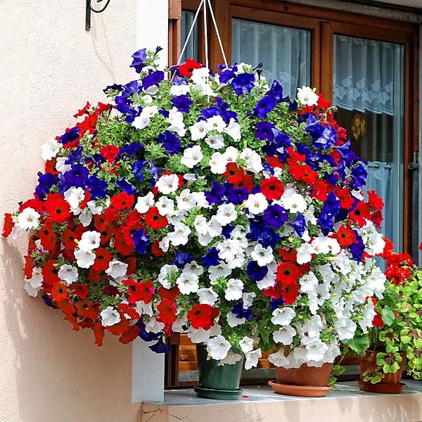 Blue & Red Hanging Petunia Flower Seeds for Planting – Heirloom Non-GMO High Germination Organic Garden Seeds