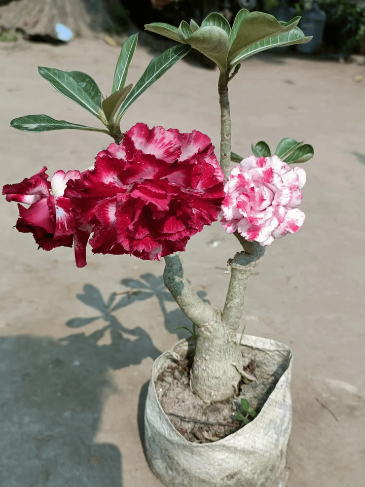Adenium Flower Seeds for Planting – Heirloom Non-GMO, High Germination Organic Garden Seeds