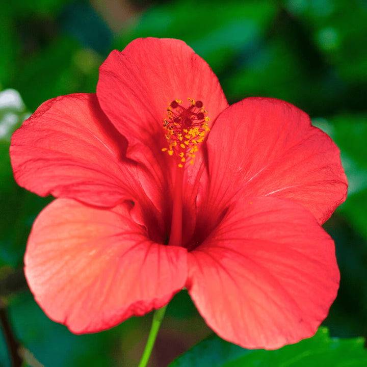 Hibiscus Flower Seeds for Planting – Heirloom Non-GMO, High Germination Organic Garden Seeds