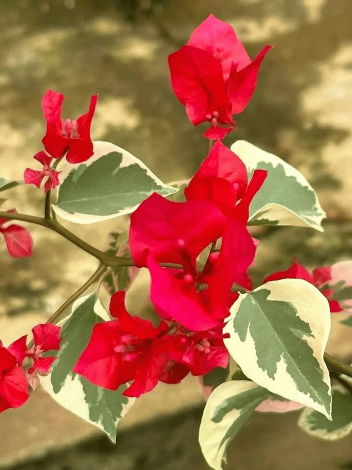 Red Bougainvillea Flower Seeds for Planting – Heirloom, Non-GMO, High Germination Seeds