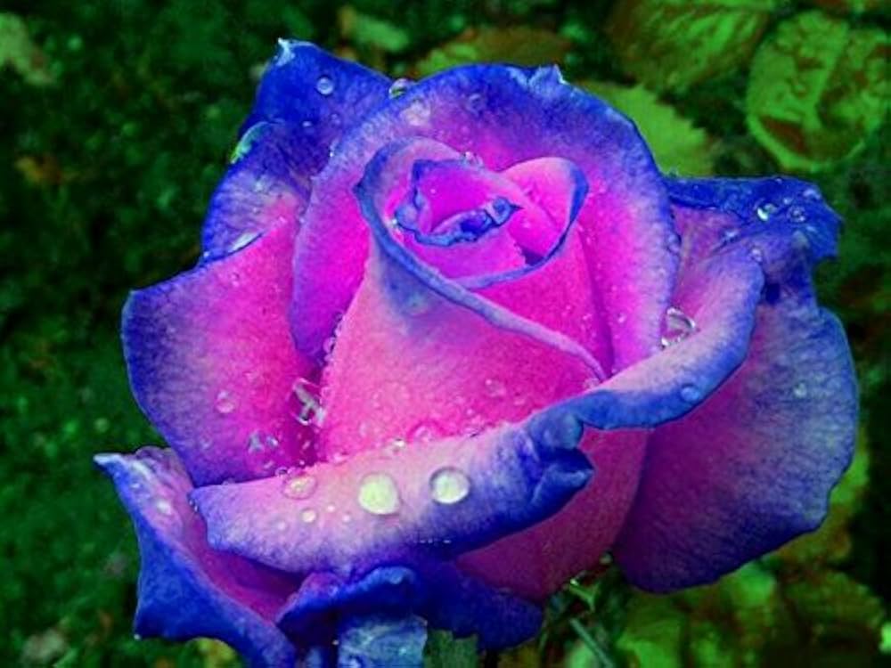 Pink Blue Rose Flower Seeds for Planting – Heirloom, Non-GMO, Bright Blooms, High Germination Organic Garden Seeds