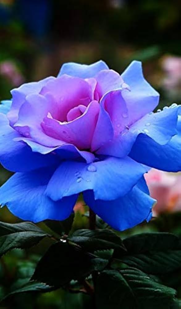 Pink Blue Rose Flower Seeds for Planting – Heirloom, Non-GMO, Bright Blooms, High Germination Organic Garden Seeds