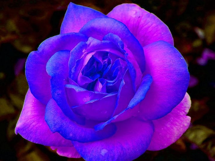 Blue Rose Flower Seeds – Garden Favorite, Heirloom, Non-GMO & High Germination Organic Garden Seeds