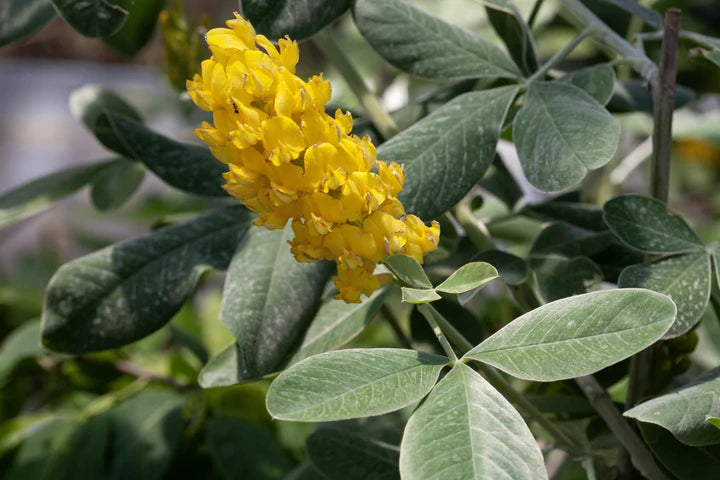 Cytisus Battandieri Flower Seeds for Planting | Heirloom, Non-GMO, High Germination Organic Garden Seeds