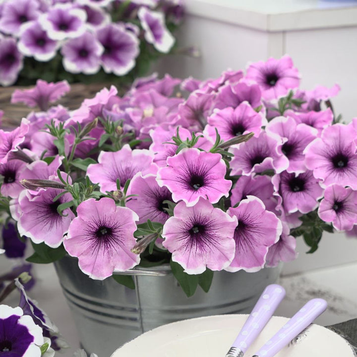 Violet Petunia Hanging Flower Seeds for Planting – Heirloom, Non-GMO, High Germination Organic Garden Seeds