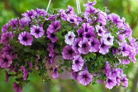 Violet Petunia Hanging Flower Seeds for Planting – Heirloom, Non-GMO, High Germination Organic Garden Seeds