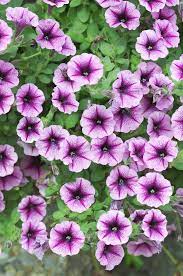 Violet Petunia Hanging Flower Seeds for Planting – Heirloom, Non-GMO, High Germination Organic Garden Seeds