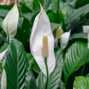 Flower Seeds, Seeds,Seeds For Planting,Plant Seeds