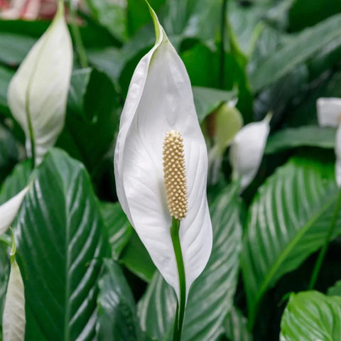 Flower Seeds, Seeds,Seeds For Planting,Plant Seeds