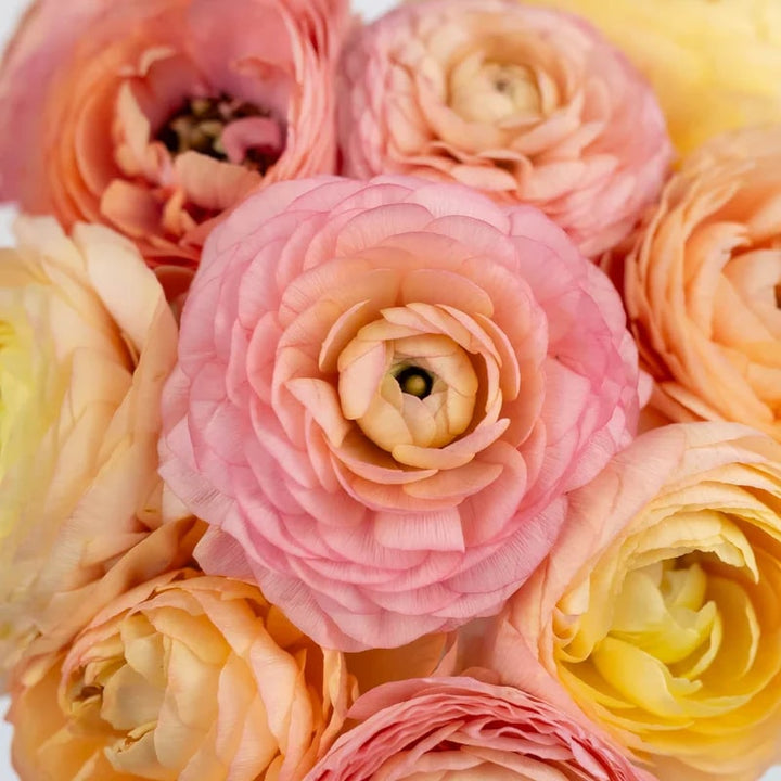Peach Ranunculus Flower Seeds for Planting – Heirloom, Non-GMO, Drought Tolerant, High Germination