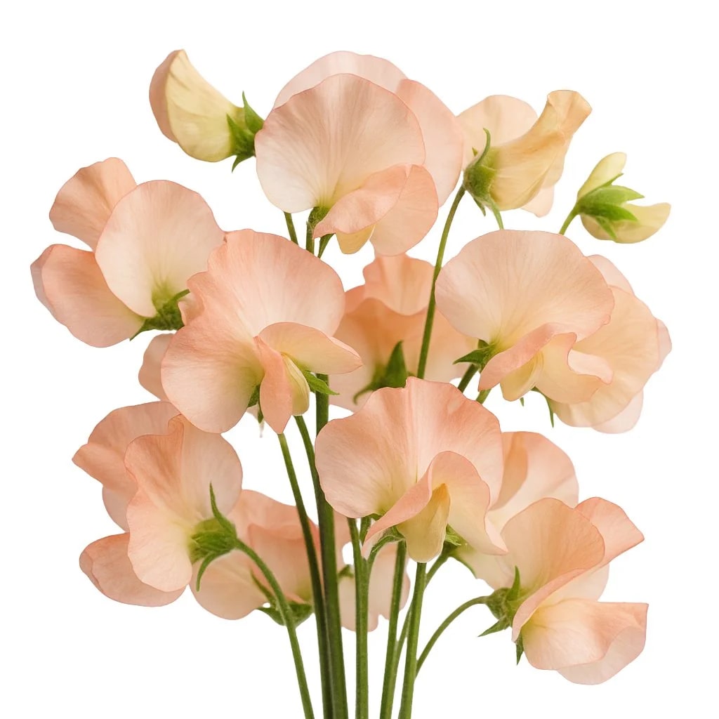 Peach Sweet Pea Flower Seeds for Planting – Heirloom, Non-GMO, High Germination Organic Garden Seeds