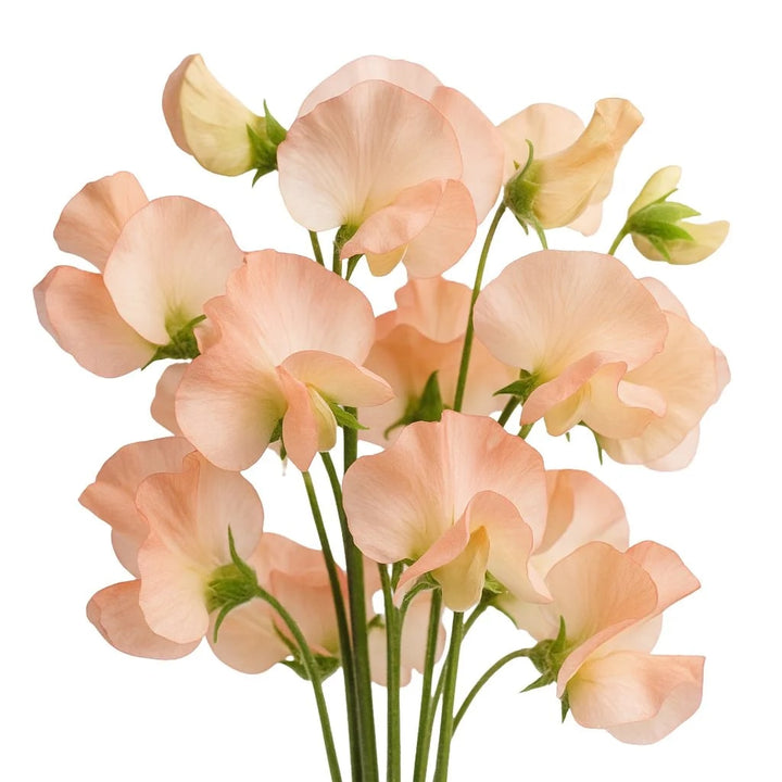 Peach Sweet Pea Flower Seeds for Planting – Heirloom, Non-GMO, High Germination Organic Garden Seeds