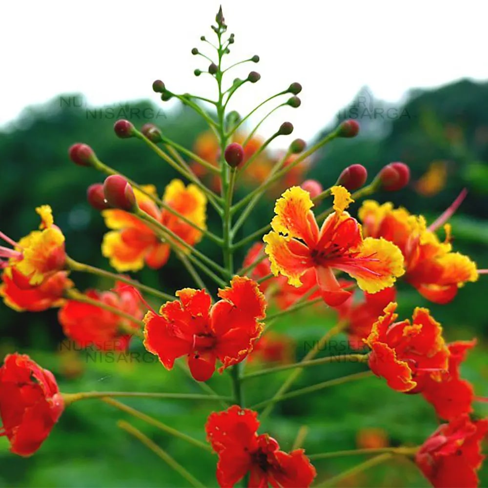 Caesalpinia Flower Seeds for Planting – Vibrant Tropical Blooms for Home &amp; Garden