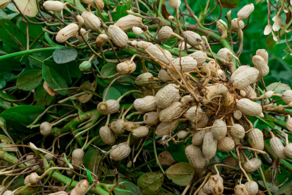 Spanish Peanut Seeds for Planting – Heirloom Non-GMO Nutty Vegetable Seeds with High Germination for Organic Garden Growing