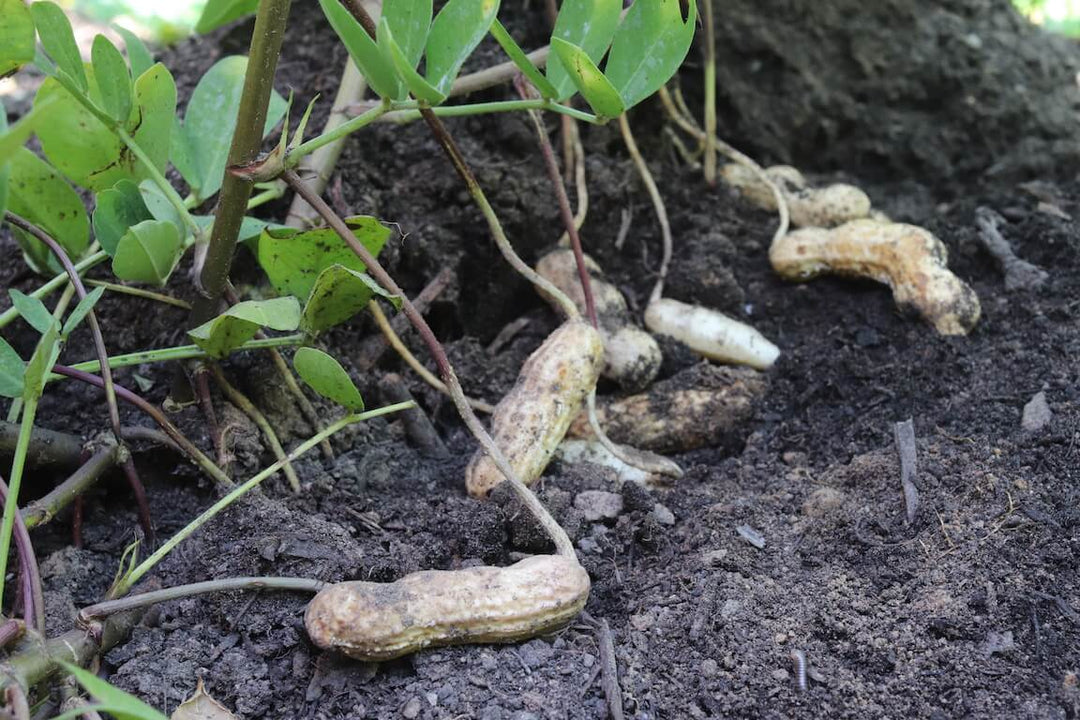 spanish peanut seeds for planting Spanish Peanut Seeds for Planting – Heirloom Non-GMO Nutty Vegetable Seeds with High Germination for Organic Garden Growing