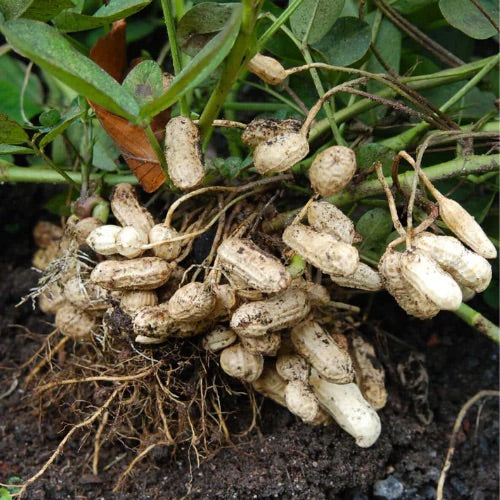 Valencia Peanut Seeds for Planting – Heirloom, Non-GMO, High Germination Organic Garden Seeds for Sweet Nuts in Sunny Climates