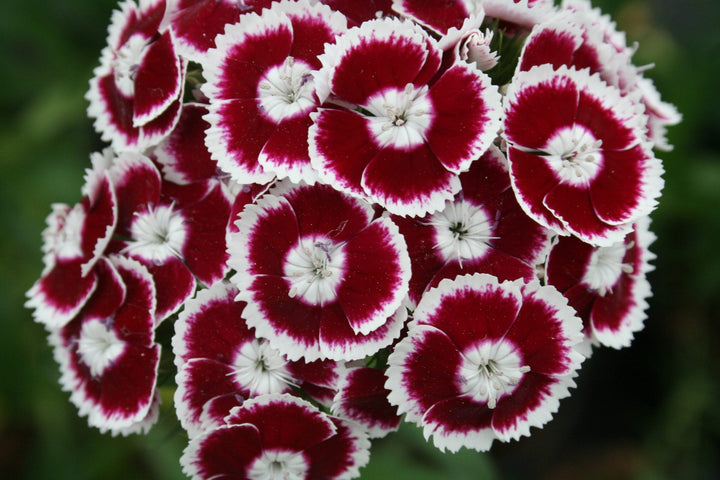 Flower Seeds, Seeds,Seeds For Planting,Plant Seeds