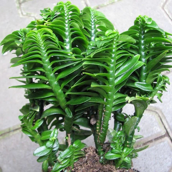 Green Pedilanthus Flower Seeds for Planting – Heirloom Non-GMO, High Germination Organic Garden Seeds