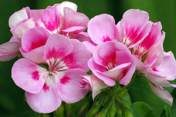 Pink White Geranium Flower Seeds for Planting – Heirloom, Non-GMO, High Germination Organic Garden Seeds