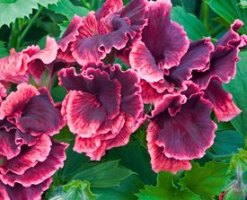 Wine Red Geranium Flower Seeds for Planting – Heirloom Non-GMO, High Germination Organic Garden Seeds