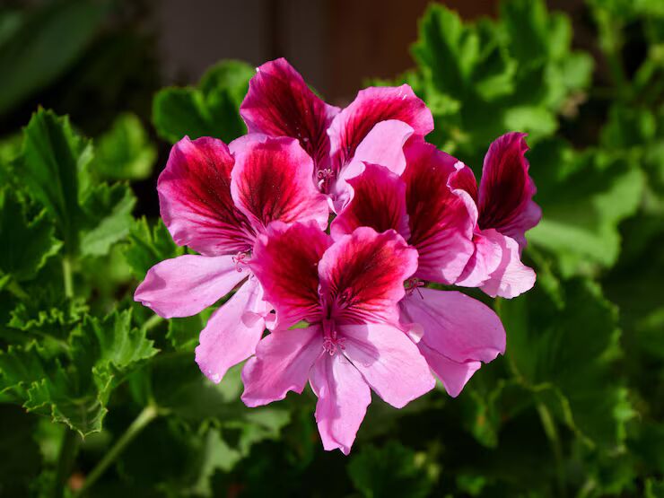 Pink Maroon Pelargonium Flower Seeds for Planting – Heirloom, Non-GMO Wildflower Mix, High Germination