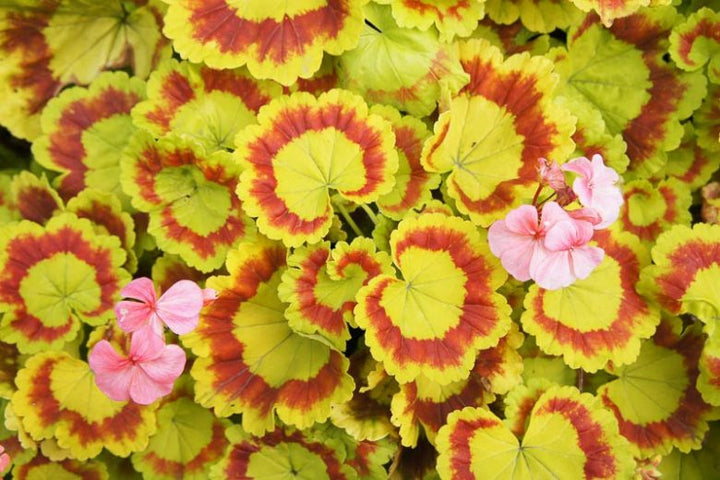 Yellow Mix Pelargonium Peltatum Flower Seeds for Planting – Heirloom, Non-GMO, Garden Favorite, High Germination