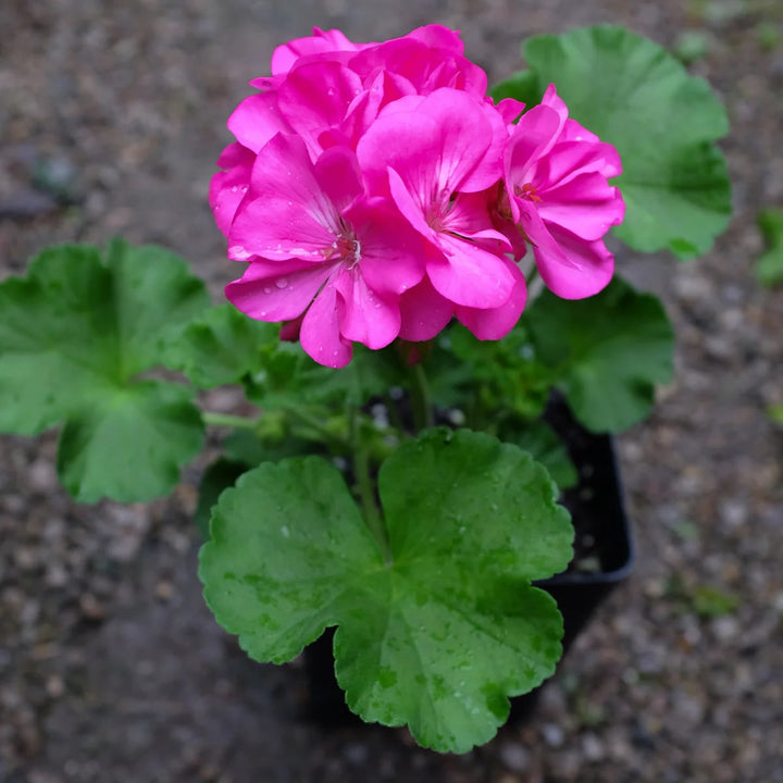 Pink Big Blooms Geranium Flower Seeds for Planting – Heirloom, Non-GMO, High Germination for Borders