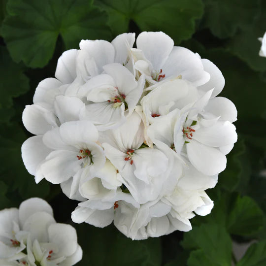 White Pelargonium Flower Seeds for Planting – Heirloom, Non-GMO, High Germination Organic Garden Seeds