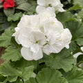 White Pelargonium Flower Seeds for Planting – Heirloom, Non-GMO, High Germination Organic Garden Seeds