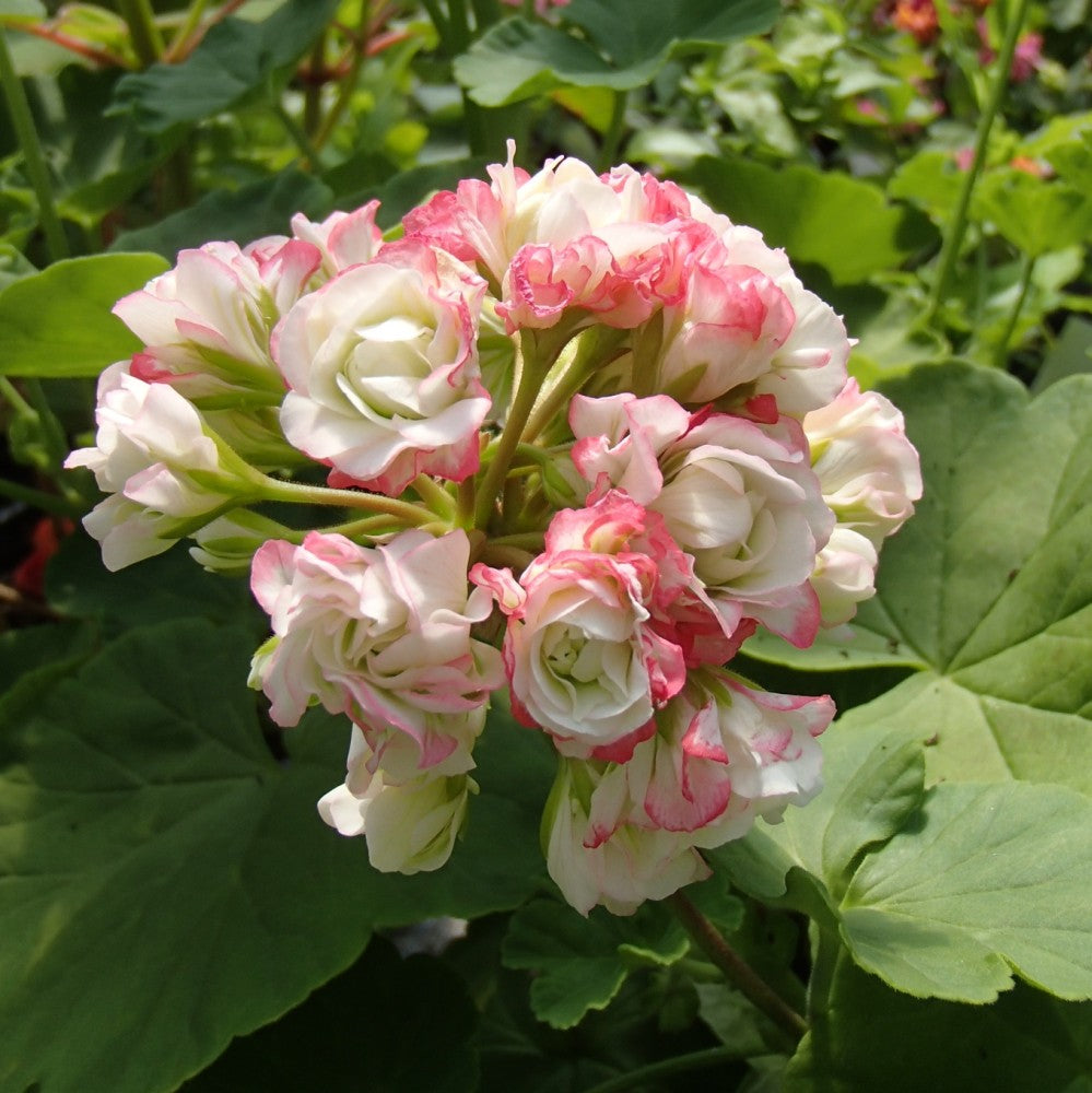 Geranium Apple Blossom Flower Seeds for Planting – Heirloom, Non-GMO, High Germination Garden Seeds
