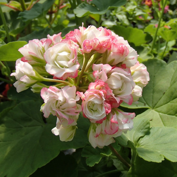 Geranium Apple Blossom Flower Seeds for Planting – Heirloom, Non-GMO, High Germination Garden Seeds