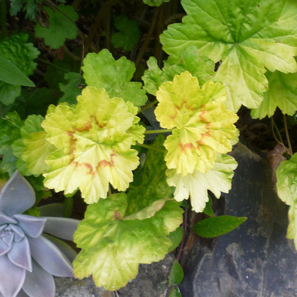 Light Green Geranium Pelargonium Flower Seeds for Planting – Heirloom, Non-GMO, High Germination Seeds
