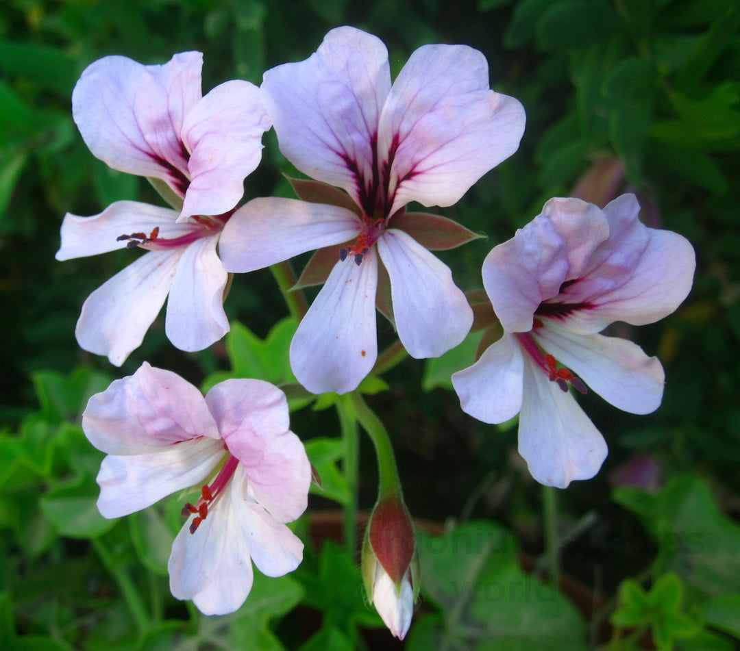 White Mix Pelargonium Peltatum Flower Seeds for Planting – Heirloom, Non-GMO, High Germination Garden Seeds