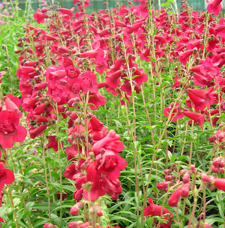 Penstemon Flower Seeds for Planting – Heirloom, Non-GMO, High Germination Organic Garden Seeds
