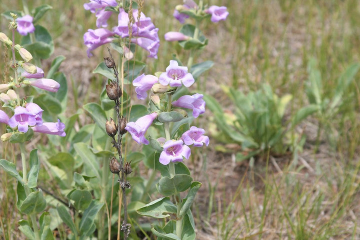 Flower Seeds, Seeds,Seeds For Planting,Plant Seeds