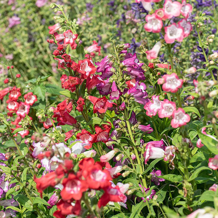 Flower Seeds, Seeds,Seeds For Planting,Plant Seeds