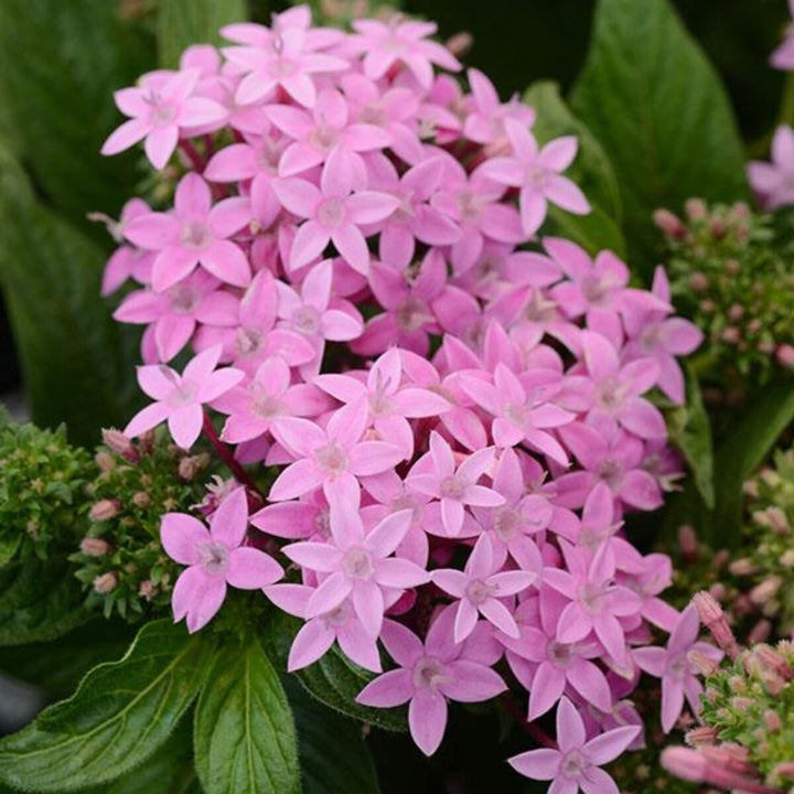 Lanceolata Flower Seeds for Planting Pink – Bright Blooms, Heirloom, Non-GMO, High Germination Organic Garden Seeds
