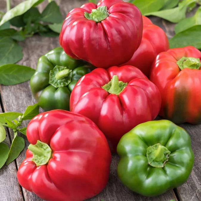 Cal Wonder Sweet Pepper Seeds for Planting – Heirloom, Non-GMO, Mild Vegetable Garden Seeds – High Germination