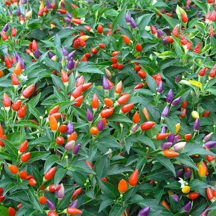 Indoor Ornamental Pepper Mix Seeds – Heirloom Non-GMO Colorful Decorative Pepper Seeds for Planting, Organic Garden Seeds