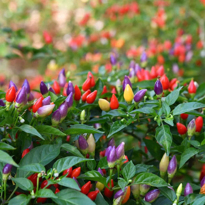 Indoor Ornamental Pepper Mix Seeds – Heirloom Non-GMO Colorful Decorative Pepper Seeds for Planting, Organic Garden Seeds