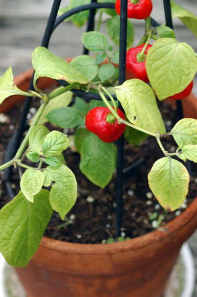 Rocoto Red Manzano Pepper Seeds for Planting – Heirloom Non-GMO Hot Chili Organic Garden Seeds with High Germination