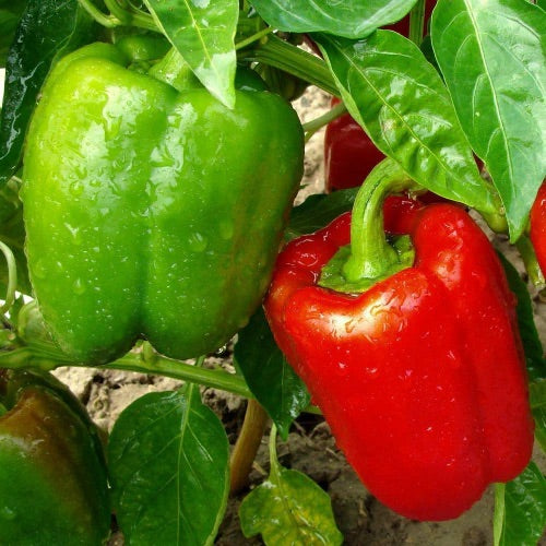 Cal Wonder Sweet Pepper Seeds for Planting – Heirloom, Non-GMO, Mild Vegetable Garden Seeds – High Germination