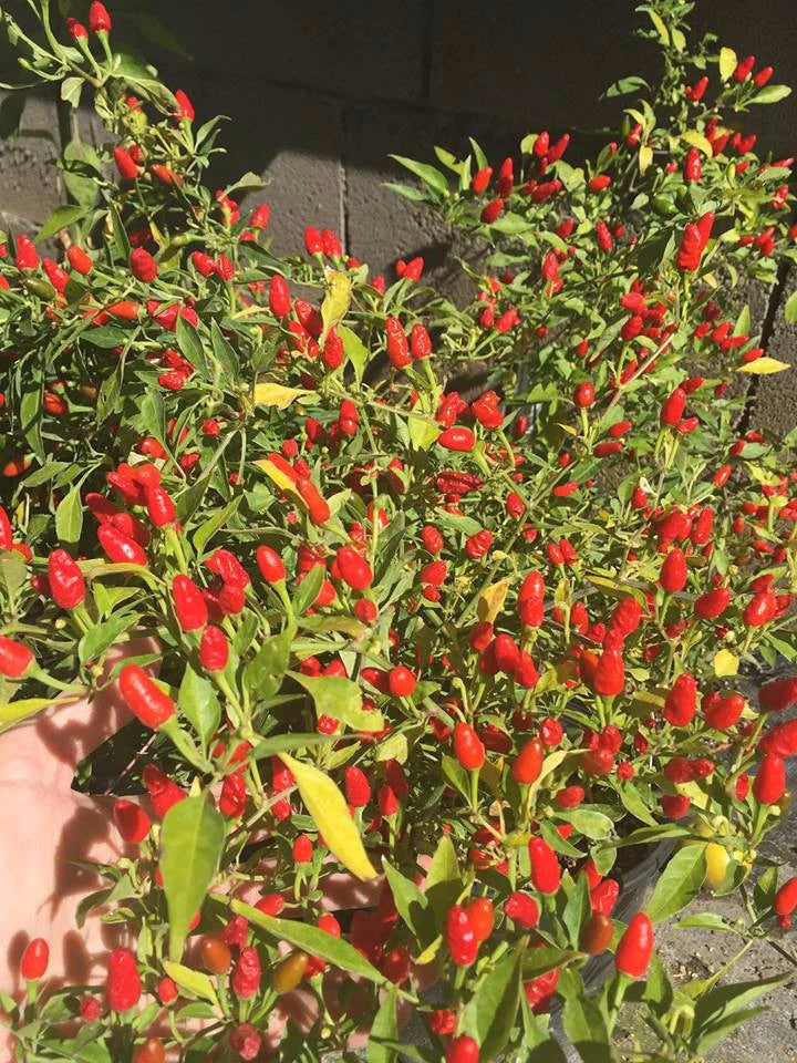 Pequin Pepper Seeds – Heirloom Non-GMO Tiny Spicy Chili Vegetable Seeds for Planting, Organic Garden Seeds