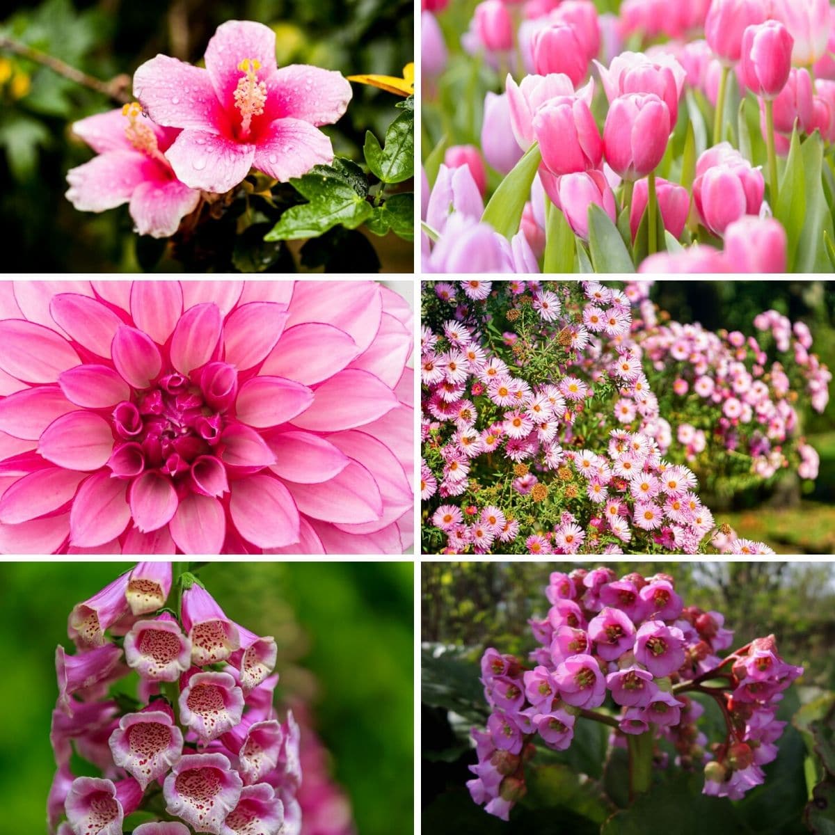 Rose Pink Cerasus Perennial Flower Seeds for Planting – Heirloom, Non-GMO, Drought Tolerant Organic Garden Seeds, High Germination