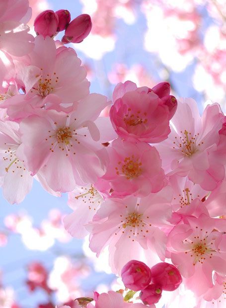 Rose Pink Cerasus Perennial Flower Seeds for Planting – Heirloom, Non-GMO, Drought Tolerant Organic Garden Seeds, High Germination
