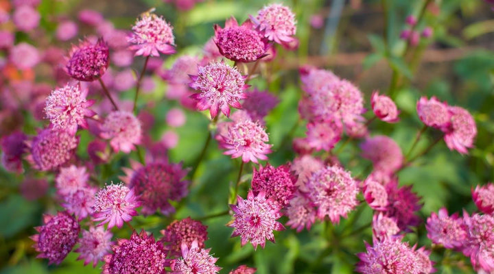 Rose Pink Cerasus Perennial Flower Seeds for Planting – Heirloom, Non-GMO, Drought Tolerant Organic Garden Seeds, High Germination