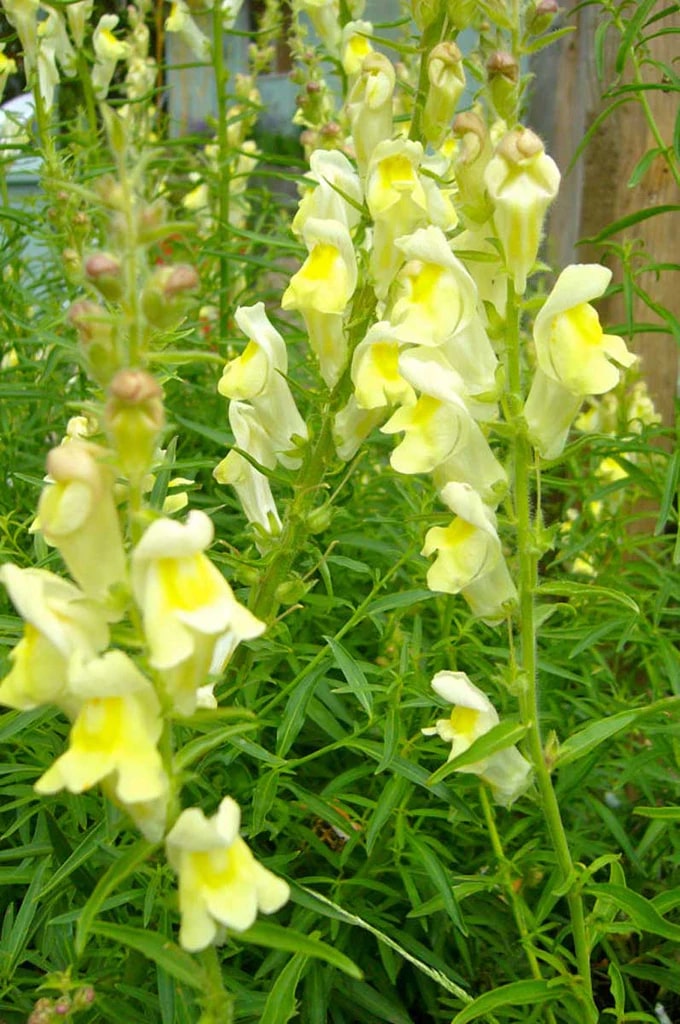 Lemon Sherbet Snapdragon Flower Seeds for Planting – Heirloom, Non-GMO, High Germination